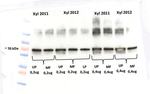 V-PPase/vacuolar H-pyrophosphatase Polyclonal Antibody