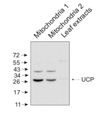 UCP/Uncoupling protein Antibody in Western Blot (WB)