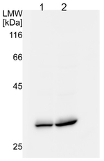 UCP/Uncoupling protein Antibody in Western Blot (WB)