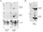 NpHR/Halorhodopsin Polyclonal Antibody