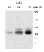 PSB33/Rieske (2Fe-2S) domain-containing protein Antibody in Western Blot (WB)