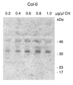 CGL160/ Conserved in green lineage 160 Polyclonal Antibody