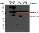 NPR1/Nonexpresser of PR genes 1 Polyclonal Antibody