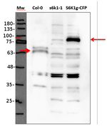 S6K1/2/Ribosomal S6 kinase 1/2 Antibody in Western Blot (WB)