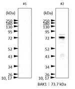 BAK1/Brassinosteroid insensitive 1-associated receptor kinase 1 Antibody in Western Blot (WB)