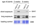 BAK1/Brassinosteroid insensitive 1-associated receptor kinase 1 Antibody in Western Blot (WB)
