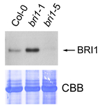 BRI1/Brassinosteroid insensitive 1 Polyclonal Antibody