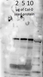 ABI5/Abscisic acid insensitive 5 Polyclonal Antibody