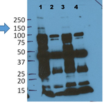 EIN2/Ethylene insensitive 2 Polyclonal Antibody