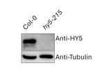 HY5/Protein long hypocotyl 5 Antibody in Western Blot (WB)