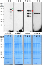 HY5/Protein long hypocotyl 5 Antibody in Western Blot (WB)