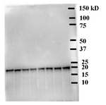 HY5/Protein long hypocotyl 5 Antibody in Western Blot (WB)