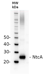 NtcA/Global nitrogen regulator Polyclonal Antibody