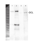 DCL3/Dicer-like protein 3 Polyclonal Antibody