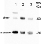 PIP2-1-7/Plasma membrane aquaporin isoforms 1-7 Antibody in Western Blot (WB)