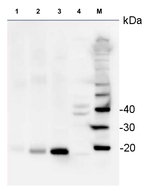RPS14/40S ribosomal protein S14-1 Antibody in Western Blot (WB)