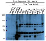 PIF5/Phytochrome interacting factor 5 Antibody in Western Blot (WB)