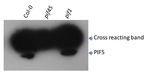 PIF5/Phytochrome interacting factor 5 Antibody in Western Blot (WB)