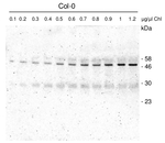 VDR1/Violaxanthin de-epoxidase-related protein Polyclonal Antibody