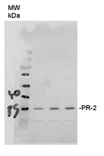 PR-2/Pathogenesis-related protein 2 Antibody in Western Blot (WB)