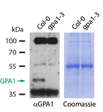 GPA1/Guanine nucleotide-binding protein subunit alpha 1 Antibody in Western Blot (WB)