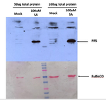 PR-5/Pathogenesis-related protein 5 Antibody in Western Blot (WB)