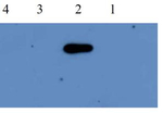 PR-5/Pathogenesis-related protein 5 Antibody in Western Blot (WB)