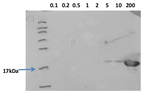 HSP16.9/16.9 kDa class I heat shock protein 2 Antibody in Western Blot (WB)