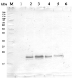 HSP16.9/16.9 kDa class I heat shock protein 2 Polyclonal Antibody