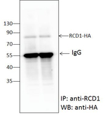 RCD1/Radical cell death 1 Antibody in Western Blot (WB)