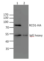 RCD1/Radical cell death 1 Antibody in Western Blot (WB)
