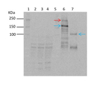 TOR/Target of rapamycin Polyclonal Antibody