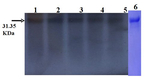 AP2/Floral homeotic protein APETALA 2 Polyclonal Antibody