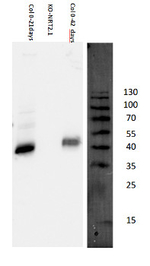 NRT2.1/Nitrate transporter 2.1 Polyclonal Antibody