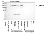 CPN60A1/Chaperonin 60 subunit alpha 1 (chloroplastic) Polyclonal Antibody