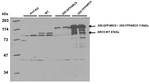 DRP5B/Dynamin related protein 5B Antibody in Western Blot (WB)