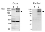 TPS1/Trehalose-6-phosphate synthase 1 Antibody in Western Blot (WB)