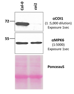 COI1/Coronate insensitive 1 Polyclonal Antibody