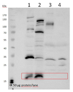 VPS29/Vacuolar protein sorting 29 Antibody in Western Blot (WB)