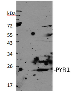 PYR1/Abscisic acid receptor RCAR11 Antibody in Western Blot (WB)