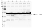 SRK2E/Ser/Thr-protein kinase SnRK2,6 Antibody in Western Blot (WB)