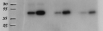 SRK2E/Ser/Thr-protein kinase SnRK2,6 Antibody in Western Blot (WB)