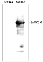 SRK2E/Ser/Thr-protein kinase SnRK2,6 Polyclonal Antibody