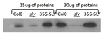 GID2/F-BOX protein GID2 (SLEEPY 1) Polyclonal Antibody