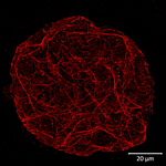 ACT/Actin Polyclonal Antibody
