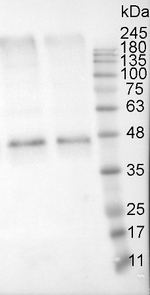 ACT/Actin Antibody in Western Blot (WB)