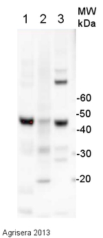 ACT/Actin Antibody in Western Blot (WB)
