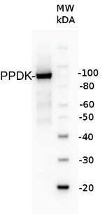 PPDK/Pyruvate orthophosphate dikinase Polyclonal Antibody