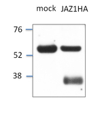 JAZ1/Jasmonate ZIM-domain protein 1 Antibody in Western Blot (WB)