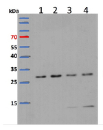 L13-1/60S ribosomal protein L13-1 Polyclonal Antibody